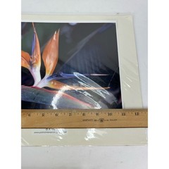 NEW Bird of Paradise 8 × 10 Hawaiian Original Photography Print