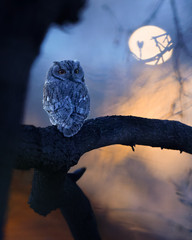 «Night Owl» Western Screech Owl Fine Art Print (Unframed)