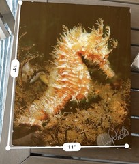 Seahorse Craig Dietrich Underwater Photography Metal Art Picture 11” X 14”