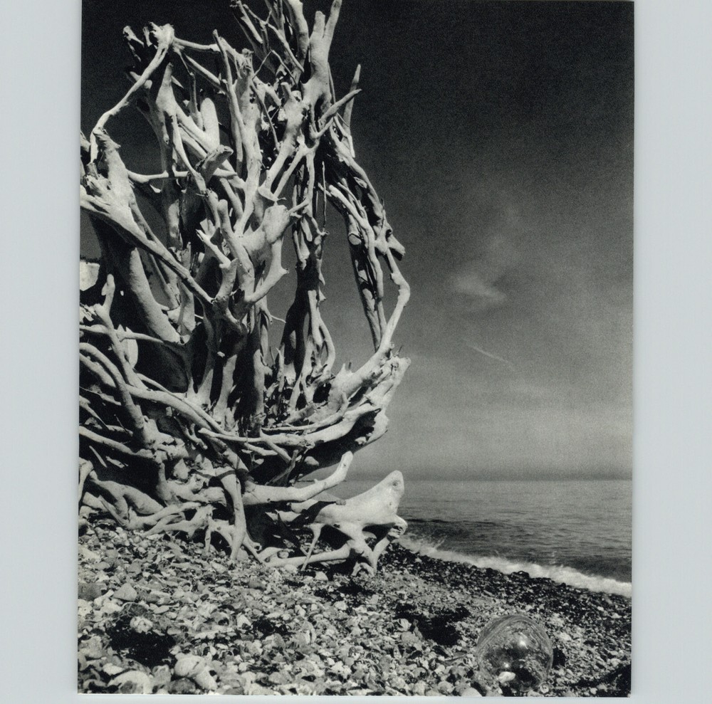 1960s 1973 Gerhard Vetter Beach Driftwood Sculpture Art Photo Photogravure 16×20