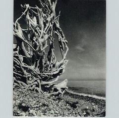 1960s 1973 Gerhard Vetter Beach Driftwood Sculpture Art Photo Photogravure 16×20