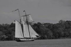 Tall Ships from Sultana Downrigging Festival, Pick One Image – Various Sizes