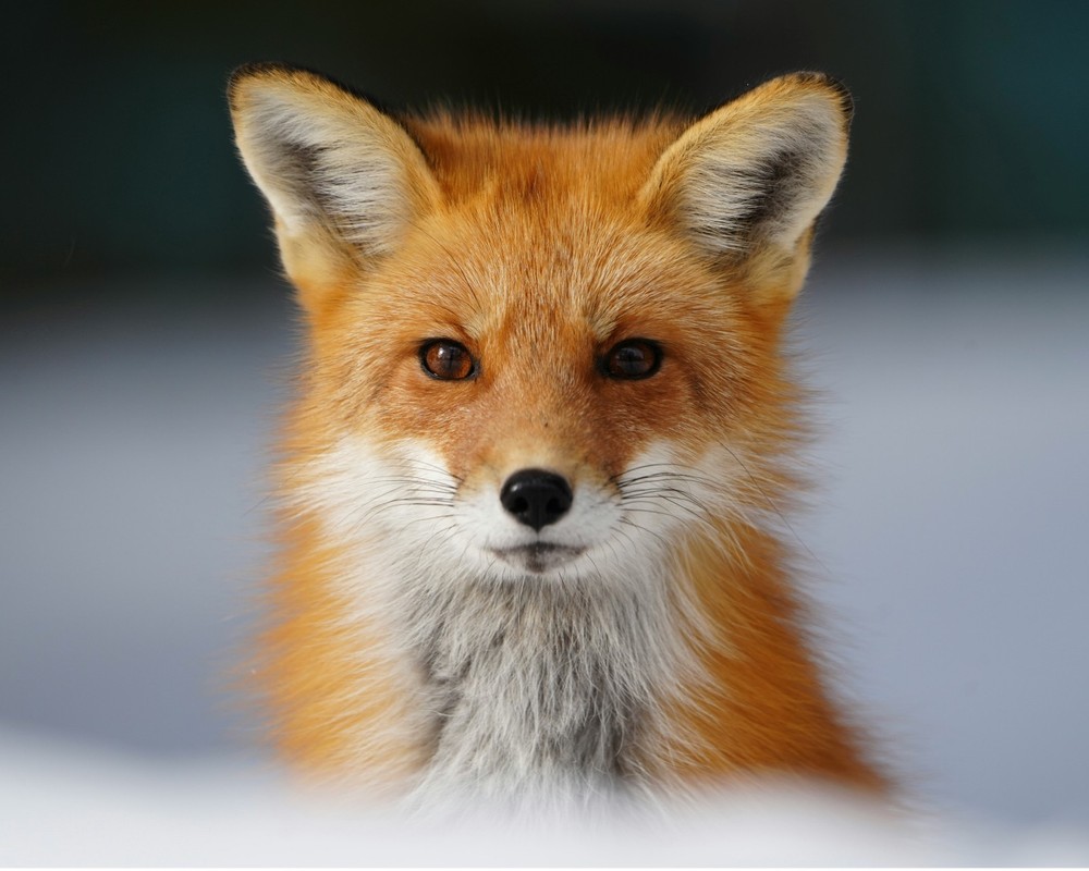 Red Fox 8″x10″ Photograph Print 8×10