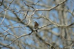 «He Best Be Looking for Food!» Bluebird Wall Art