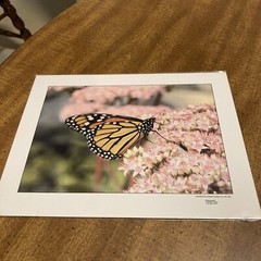 RonRLR-Designs Photographs By Wilbert Shaw Print Flower And Butterfly Beautiful