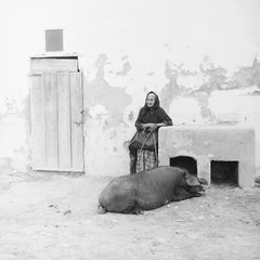 Photo Paper Analog Spain Farmer Pig 1960 Size 40x40cm