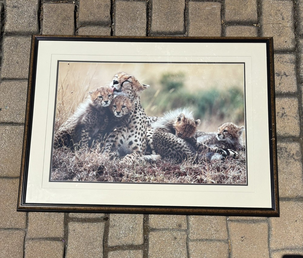 Thomas Mangelsen, Bathtime in Maasailand — Cheetahs, Signed