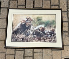 Thomas Mangelsen, Bathtime in Maasailand — Cheetahs, Signed