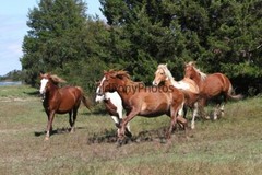 Chincoteague Pony Photo -Stallion – Ken – Pick One Image -Various Sizes