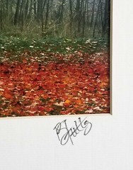 Fall Trees Photography 14 x 11″ Color Image Seattle Park Matted Signed