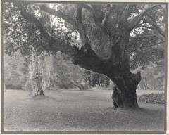 Antique William DASSONVILLE of San Francisco Photograph Monterey CA Oak Trees