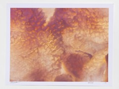 Tripe – 17″ x 22″ Fine Art Photography Print – Artistic Food Photography