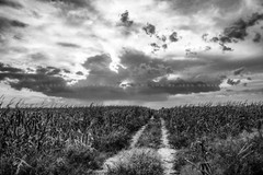 Corn Field Photography Print: Nebraska Black & White Scenic Sky Country Photo