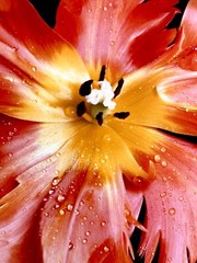 Peter Arnold photograph Orange Tulip Flower