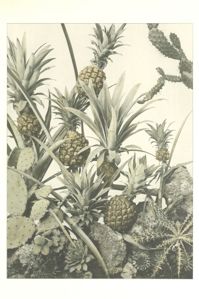 Vintage Lg Garden, Pineapple, Cactus Photo Print Repro. Print, Neutral Colors