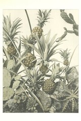 Vintage Lg Garden, Pineapple, Cactus Photo Print Repro. Print, Neutral Colors