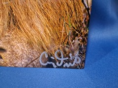 Craig Dietrich Metal Art Photography 11″x14″ Lion Photo Oceans & Africa