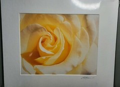 Robert A. Evans Photography, FL Yellow Rose Photo Autographed #175/250 14″ x 11″