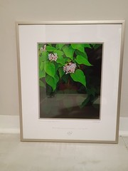 Fine Art Tom Fox Photography Still Life Flowers Signed Print