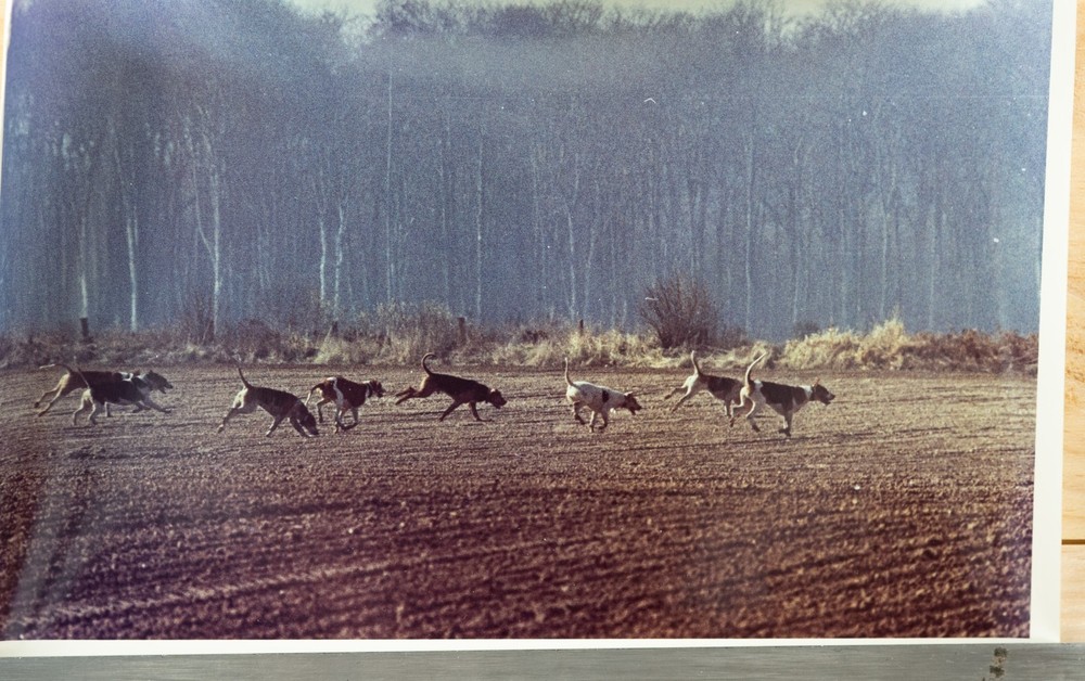 Vintage Analog Photo France Hunting With Hounds Horse DOG 15X23 1970