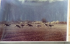 Vintage Analog Photo France Hunting With Hounds Horse DOG 15X23 1970