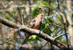 Matted Photography Mourning Dove Close Up, 8×10