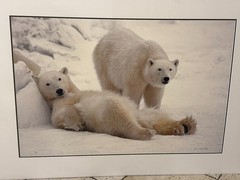 Thomas Mangelsen «Bad Boys of the Arctic» Polar Bears 714/3500 30″x45″ Signed