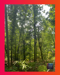 Digital Image Picture Wallpaper Background Desktop Enchanting Forest Path -12