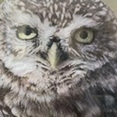 Framed Photo: Owl Taking Flight, 16″ Wide, 20.5″ Tall, Cable Hanger. Matted
