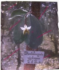 Phalaenopsis Violacea Java Indonesia Circa 1900 Historical Glass Negative