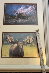 Signed Moose Nature Photography – Set of 3 Bull Moose 23×12 Frame 5×7 Pictures