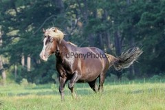 Chincoteague Pony Photo -Stallion Riptide- Pick One Image -Various Sizes