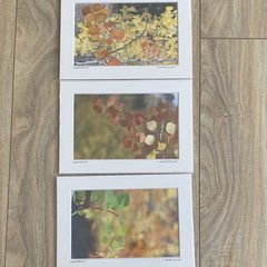 Set of 3 – Fall Colors in Leadville, Colorado Photography Print – Signed Matted