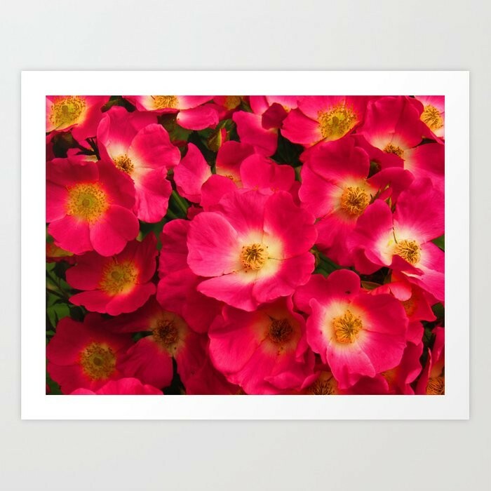 art print 17″ x 13″ Flourish of Red Photography flowers blossoms nature garden