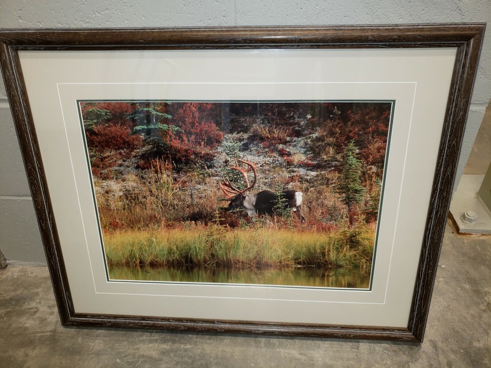 Thomas Mangelsen moose signed Photo Print #150/950 1992 Sept. morning caribou