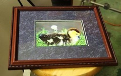 Photo 5 x 7 framed Photography Fine Art Print Signed back of print Duckling