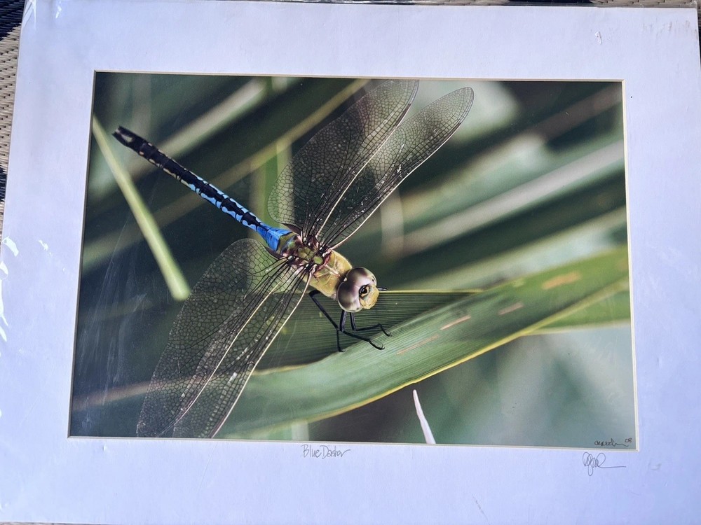 Dennis Goodman Photography Art Dragonfly Signed Blue Dasher