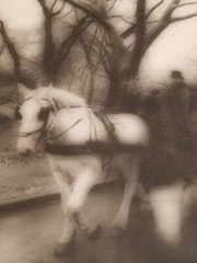 Garry Seidel Signed Photograph «Horse and Carriage» Gelatin Process 11″ x 14″