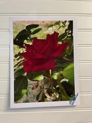 Garden Rose #1 – landscape photography 8.5X11