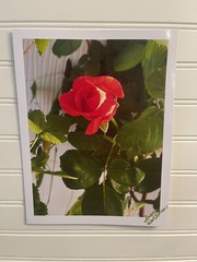 Garden Rose #7 – landscape photograph 8.5×11