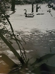 SWANS ORIGINAL SIGNED ART PHOTO B&W STETTNER VTG MATTE NJ CAMERA