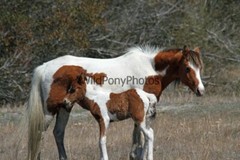 Chincoteague Pony Photo -Mares & Foals- Pick One Image -Various Sizes