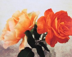 Two Roses Framed Photograph 8×10 Peach Orange Roses Textured Finish Gold Frame