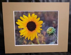 Matted Photograph: Sunflowers 1