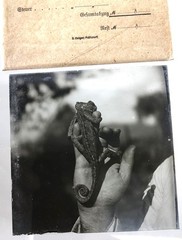 great antique original B/W Photo on Glass Plate – Chameleon – Asia Minor Circa 1910