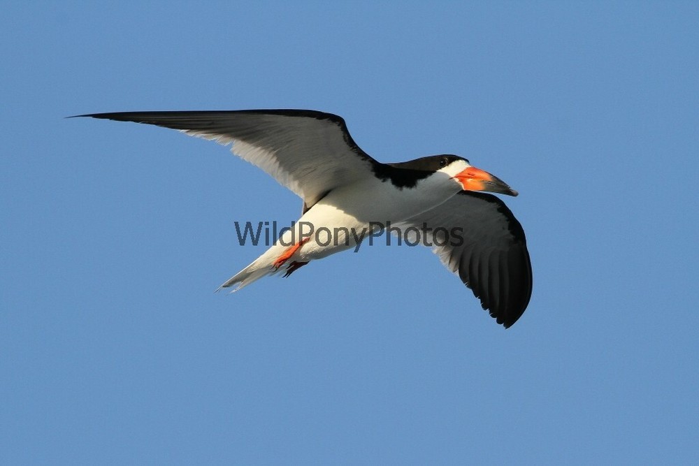 Skimmer in Flight Photo – Various Sizes