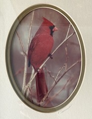 Rick Denomme Bird Photography Set of 4 Framed Cardinal Chickadee Titmouse Signed
