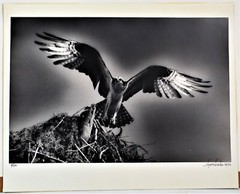HUGO WESSELS VINTAGE HAND SIGNED 1972 SILVER GELATIN PHOTOGRAPH NUMBERED OSPREY