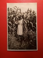 Old Photo Antique Woman Hiding in Corn Field Woman Corn Field Fashion Old Photo