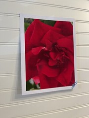 Garden Rose #3 – landscape photograph 8.5×11